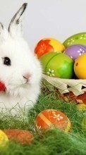 Conejos,Animales para HTC One SV