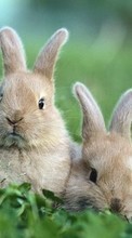Conejos,Animales para HTC Desire V