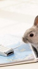 Descargar la imagen Conejos,Animales para celular gratis.