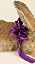 Conejos,Animales para Sony Ericsson W705