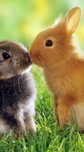 Conejos,Animales