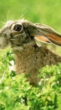 Descargar la imagen 320x240 Animales,Los roedores,Conejos para celular gratis.