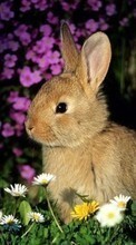 Descargar la imagen 240x320 Animales,Conejos para celular gratis.