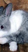 Descargar la imagen 320x480 Animales,Conejos para celular gratis.