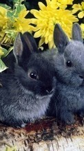 Descargar la imagen 320x480 Animales,Conejos para celular gratis.