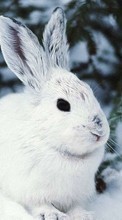 Descargar la imagen Animales,Invierno,Conejos para celular gratis.