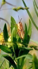Descargar la imagen Grasshoppers,Insectos para celular gratis.