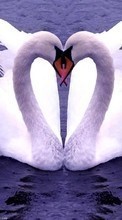 Descargar la imagen 240x400 Animales,Birds,Corazones,Cisnes,Amor,Día de San Valentín para celular gratis.