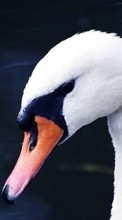 Descargar la imagen 1080x1920 Animales,Birds,Cisnes para celular gratis.