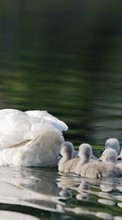 Descargar la imagen Cisnes,Birds,Animales para celular gratis.