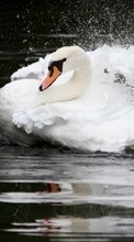 Descargar la imagen Cisnes,Birds,Animales para celular gratis.