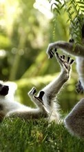 Descargar la imagen Lemures,Animales para celular gratis.
