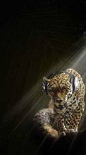 Descargar la imagen 240x320 Divertido,Música,Animales,Leopardos para celular gratis.