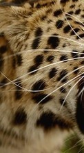 Descargar la imagen Leopardos,Gatos,Animales para celular gratis.