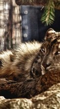Descargar la imagen Leopardos,Imágenes,Animales para celular gratis.