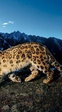 Descargar la imagen Leopardos,Tigres,Animales para celular gratis.
