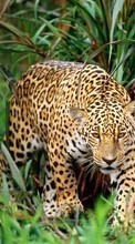 Descargar la imagen 320x240 Animales,Leopardos para celular gratis.