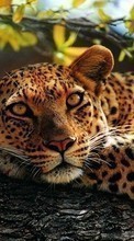 Descargar la imagen 1024x768 Animales,Leopardos para celular gratis.