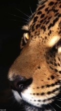 Animales,Leopardos para Samsung Galaxy Wonder