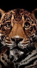 Animales,Leopardos para Fly Glory IQ431