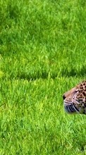 Animales,Leopardos para Sony Ericsson txt pro
