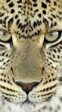 Animales,Leopardos para HTC Touch