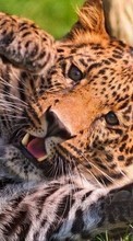 Descargar la imagen Leopardos,Animales para celular gratis.