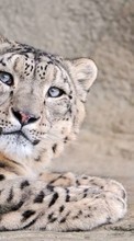 Leopardos,Animales para Nokia C5