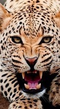 Leopardos,Animales para Fly Nimbus 7 FS505