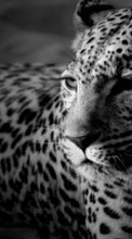 Leopardos,Animales para Apple iPhone 4
