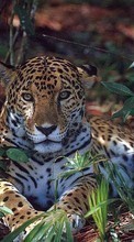 Leopardos,Animales para Samsung Galaxy S6 EDGE Plus
