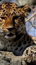 Leopardos,Animales para OnePlus 8 Pro