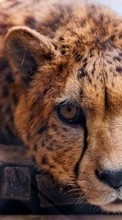 Leopardos,Animales para Lenovo A2010