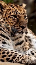Leopardos,Animales para Sony Ericsson C902