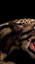 Descargar la imagen Leopardos,Animales para celular gratis.