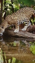 Descargar la imagen 240x400 Animales,Leopardos para celular gratis.