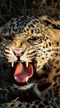 Descargar la imagen 240x320 Animales,Leopardos para celular gratis.