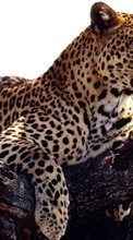 Descargar la imagen 1024x600 Animales,Leopardos para celular gratis.