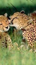 Descargar la imagen Animales,Leopardos para celular gratis.