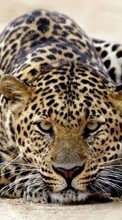 Descargar la imagen 320x480 Animales,Leopardos para celular gratis.