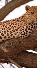 Descargar la imagen 800x480 Animales,Leopardos para celular gratis.