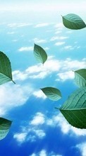 Descargar la imagen Plantas,Paisaje,Cielo,Hojas,Nubes para celular gratis.