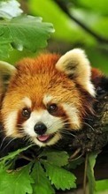 Descargar la imagen Animales,Hojas,Pandas para celular gratis.