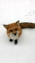 Descargar la imagen Zorro,Nieve,Animales,Invierno para celular gratis.