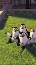 Descargar la imagen 480x800 Dibujos animados,Pingüinos,Madagascar para celular gratis.