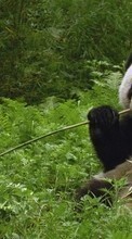 Descargar la imagen Animales,Hierba,Bears,Pandas para celular gratis.
