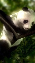 Descargar la imagen Animales,Bears,Pandas para celular gratis.