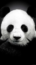Descargar la imagen 1024x768 Animales,Bears,Pandas para celular gratis.