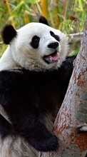Descargar la imagen 1024x600 Animales,Bears,Pandas para celular gratis.