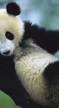 Descargar la imagen 360x640 Animales,Bears,Pandas para celular gratis.